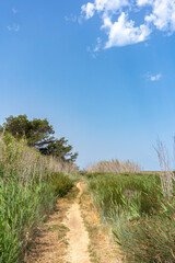 Narrow Nature Trail Through Tall Grass in Île Sainte-Lucie, Southern France