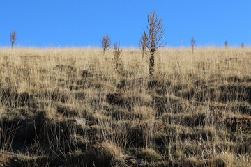 Yellow grass in autumn. Blue sky.