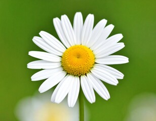 A detailed close-up of a single chamomile flower with crisp white petals and a vibrant yellow center against a soft green background. Captures the flower's intricate beauty.