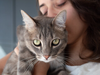 Chat gris tigré domestique tenu par sa maîtresse qui sent son odeur
