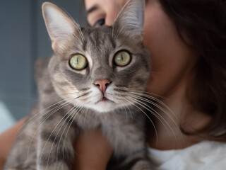 Gros plan de chat gris domestique tenu par sa maîtresse