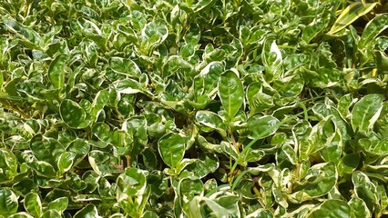 White variegated purslane plant or Coprosma repens in the garden. Also known as taupata, tree bedstraw, mirror bush, looking-glass bush, New Zealand laurel and shiny leaf. Natural green wallpaper.