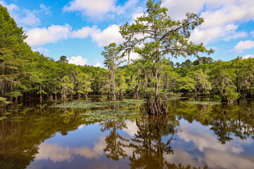 trees on the lake