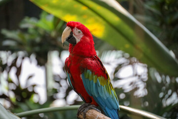 red and yellow macaw