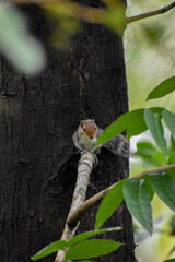 squirrel on a branch