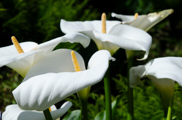White Calla Lily with exotic petal and yellow stamen in an urban garden
