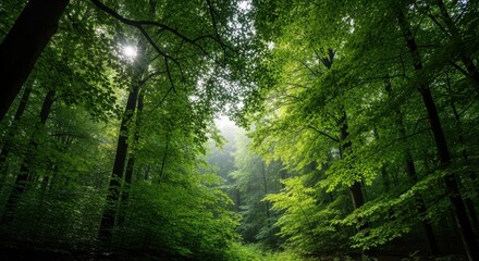 Obraz premium Sunlight filtering through a dense forest canopy creating a magical atmosphere