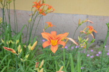 spring flowers in the garden
