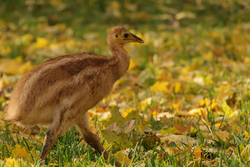 Young cassowary