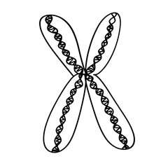 Human chromosome one line art drawing 
