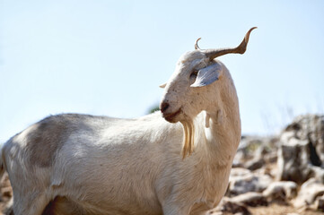 Portrait of a White Goat Grazing Outdoors in a Rural Landscape