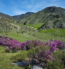 Russia. Mountain Altai. A flowering bush of Ledebur rhododendron (maralnik) on the slopes of the mountains along the Chuisky tract near the village of Kupchegen.