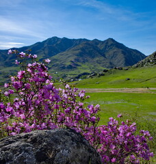 Russia. Mountain Altai. A flowering bush of Ledebur rhododendron (maralnik) on the slopes of the...