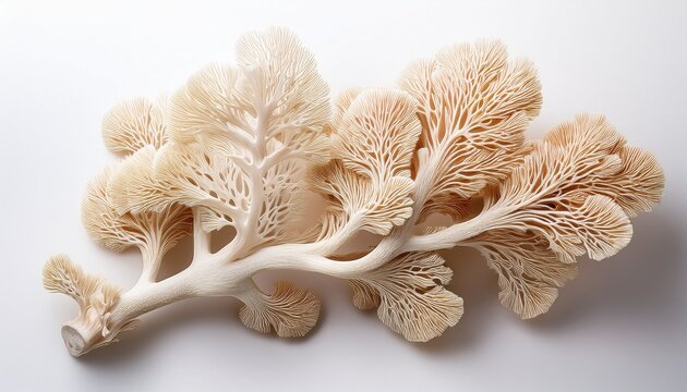 ivory coral branch on a white background with copy space for text - Powered by Adobe