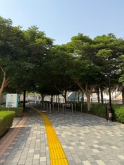 trees in Zabeel Park