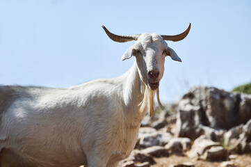 Majestic White Goat in Natural Rocky Terrain on a Sunny Day