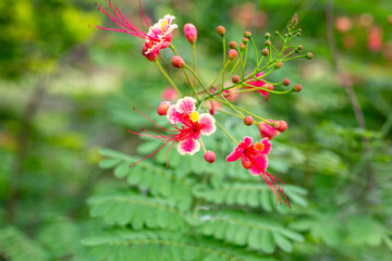 A close-up of a vibrant Pride of Barbados flower with red and yellow petals and long, graceful stamens against a blurred background of green foliage