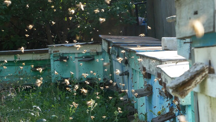 Bees fly into wooden hives in an open-air apiary. Natural honey production and beekeeping in action.