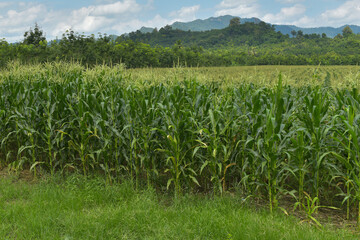 Corn fields in the countryside