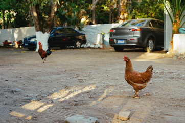 A rural scene featuring chickens wandering freely in a sunlit parking lot surrounded by tropical vegetation, adding a sense of rustic charm and pastoral tranquility. 35mm Film