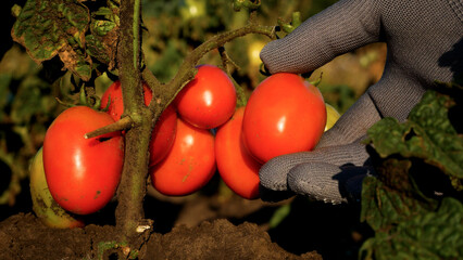 A gloved farmer's hand takes a ripe red tomato on a tomato bush and checks it for ripeness. Growing...