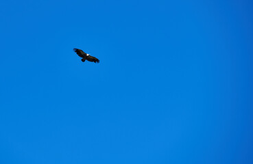 Majestic Eagle Soaring Against a Clear Blue Sky on a Bright Day