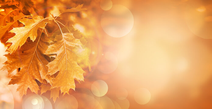 Autumn leaves on the fall blurred background .