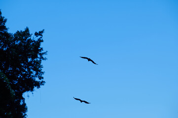 Silhouette of Birds Flying Against Clear Blue Sky with Tree Portrait