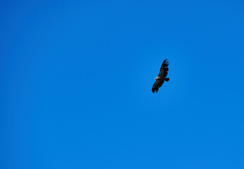 Bird Soaring Gracefully Against a Clear Blue Sky