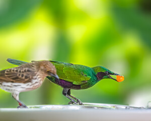 A Emerald Starling