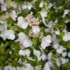 pink hydrangeas