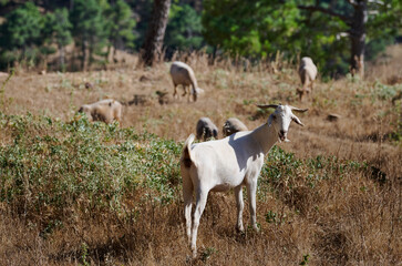 Naklejka premium White Goat Standing in a Meadow With a Woodland Background