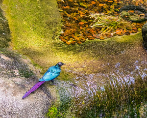 Long Tailed Glossy starling