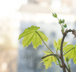 Maple leafs.
