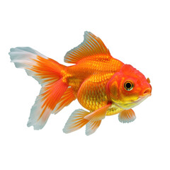 A vibrant orange goldfish with intricate scales and long, flowing translucent fins, captured mid-swim with alert eyes against a pristine transparent studio background with no shadows. Concept for
