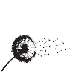 Dandelion silhouette illustration with seeds blowing in the wind on white background, vector graphic
