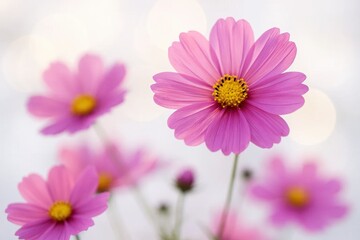 Obraz premium Delicate Daisies in Full Bloom Against a Blurred Backdrop