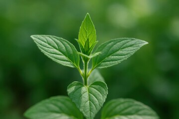 Fototapeta premium A Close-Up of a Thriving Pepper Plant