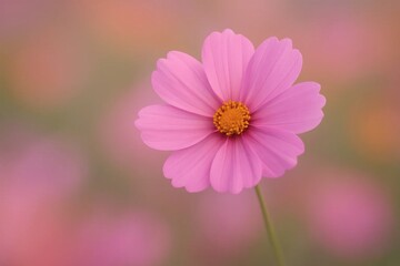 Obraz premium A single pink cosmos flower stands out against a blurred backdrop of softly focused pink flowers in a field