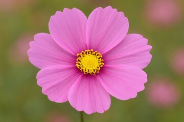 Obraz premium A Pink Cosmos Daisy Against a Blurred Green Backdrop