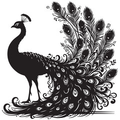 A beautiful peacock vector silhouette