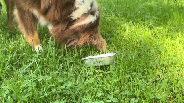 Dog is eating out of a plastic container in a grassy field