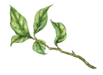 Watercolor lemon tree branch with green leaves citrus fruit isolated botanical element on white handmade wet splash effect