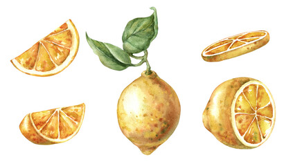 Set watercolor lemon whole fruit in different angles in slices and in slice handmade wet texture effect