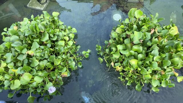 Footage of green water hyacinth floating on a water pond. Seen here the water moving ripple, and hyacinth is an aquatic floating plant commonly grown worldwide. A symbol of longevity and grace.