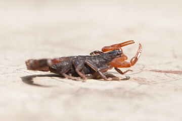 A bark scorpion is a slender, light‑tan nocturnal desert arachnid with thin pincers, a side‑curled tail, and highly venomous sting