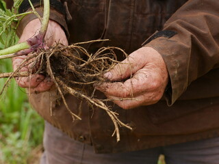Man is holding a bunch of plant roots in his hands