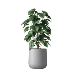 modern office plant in grey pot isolated on white or transparent png