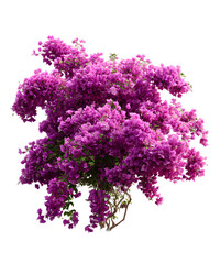 Bougainvillea bush with purple flowers on transparent background