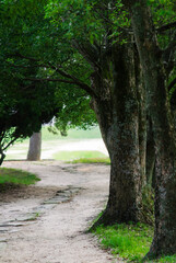 초록색 나뭇잎과 나무들이 있는 공원의 숲길